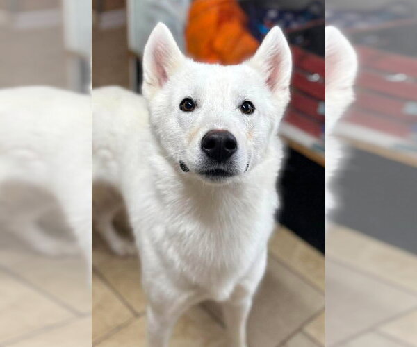 Medium Photo #1 Siberian Husky Puppy For Sale in Matawan, NJ, USA