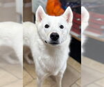 Small Siberian Husky