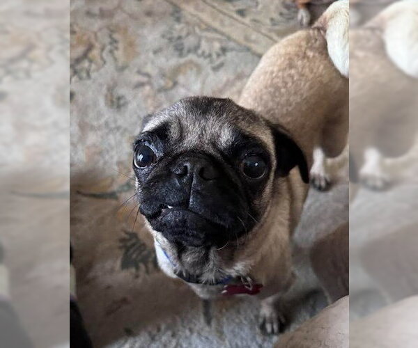 Medium Photo #2 Pug Puppy For Sale in San Diego, CA, USA