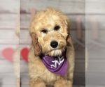 Small Photo #4 Goldendoodle Puppy For Sale in LOUISA, VA, USA