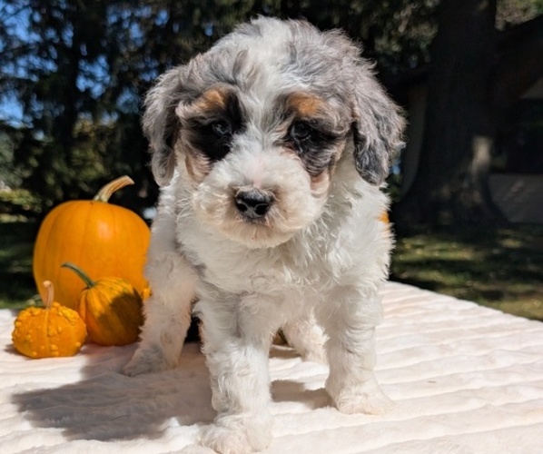 Medium Photo #7 Miniature Bernedoodle Puppy For Sale in GOSHEN, IN, USA