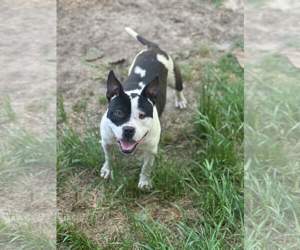 Medium Photo #1 American Staffordshire Terrier-Unknown Mix Puppy For Sale in Rockaway, NJ, USA