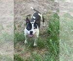 Small American Staffordshire Terrier Mix
