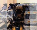 Small Photo #4 German Shepherd Dog Puppy For Sale in STACY, MN, USA