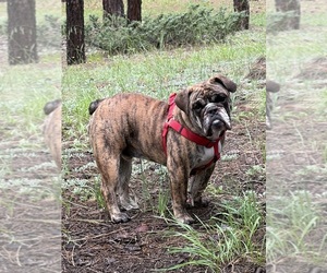 English Bulldog Puppy for sale in SAFFORD, AZ, USA