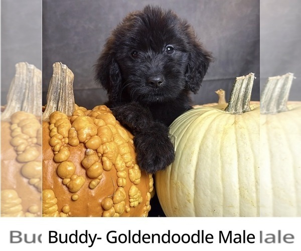 Medium Photo #1 Goldendoodle Puppy For Sale in OCALA, FL, USA