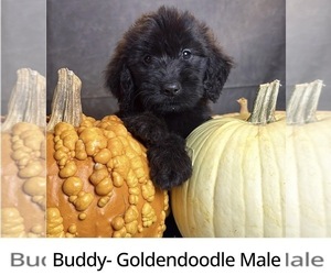 Goldendoodle Puppy for sale in OCALA, FL, USA