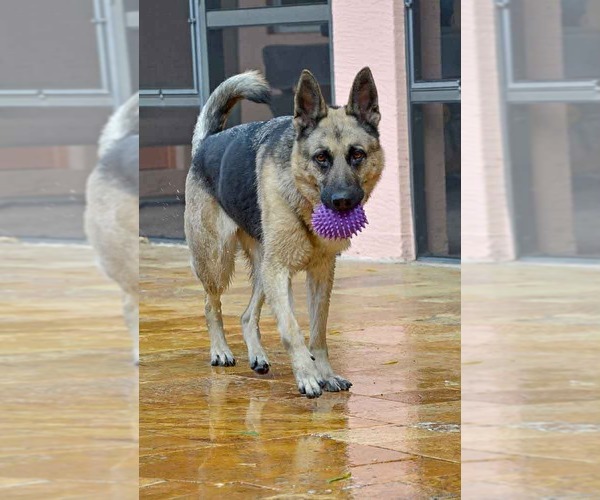 Medium Photo #2 German Shepherd Dog Puppy For Sale in Plantation, FL, USA