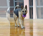 Small Photo #2 German Shepherd Dog Puppy For Sale in Plantation, FL, USA