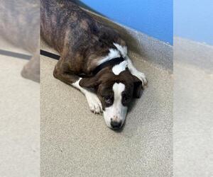 Labrador Retriever-Unknown Mix Dogs for adoption in Newton, NC, USA