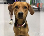 Small Retriever Mix
