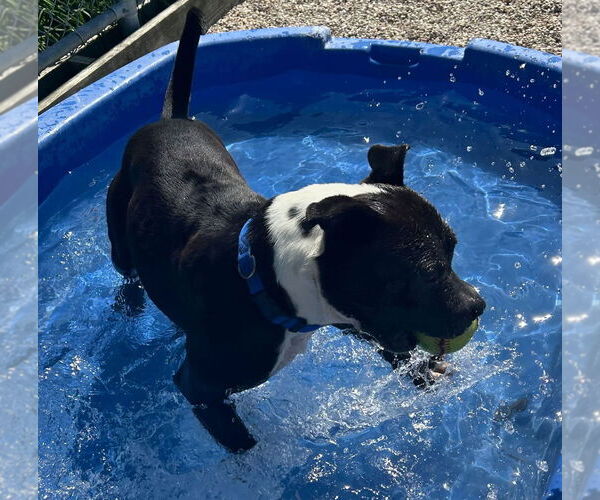 Medium Photo #2 American Pit Bull Terrier-Unknown Mix Puppy For Sale in Jefferson, WI, USA