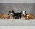 Small Photo #1 American Bully Puppy For Sale in ROCKFORD, IL, USA