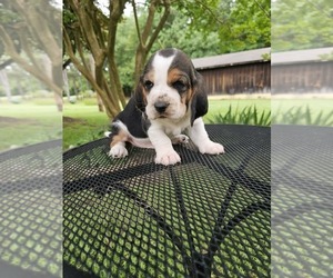 Basset Hound Puppy for sale in CRAGFORD, AL, USA