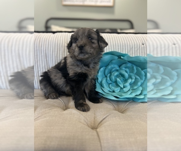 Medium Photo #7 Aussiedoodle Miniature  Puppy For Sale in ODIN, IL, USA