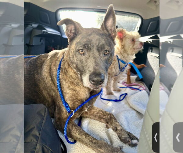 Medium Photo #5 Mutt Puppy For Sale in Houston, TX, USA