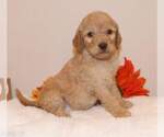 Small Photo #7 Goldendoodle Puppy For Sale in FAIR GROVE, MO, USA