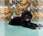 Image preview for Ad Listing. Nickname: Tiny Duke