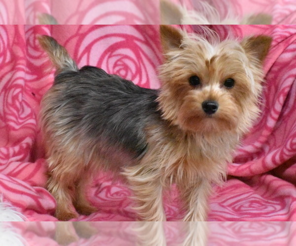 Medium Photo #1 Yorkshire Terrier Puppy For Sale in ELDORADO, OH, USA