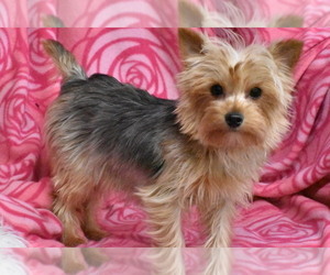Mother of the Yorkshire Terrier puppies born on 08/18/2025