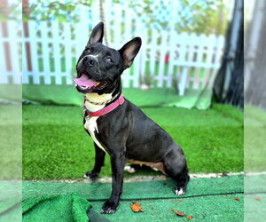 *MADRID - Female Bull Terrier-Unknown Mix Dog for Adoption - Photo #2