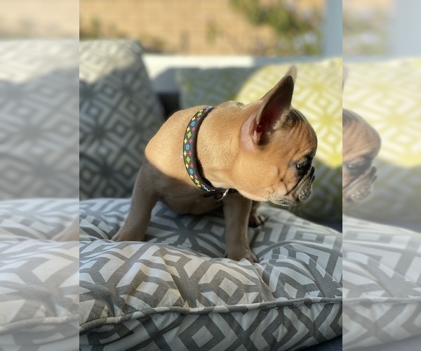 Medium Photo #13 French Bulldog Puppy For Sale in SAN DIEGO, CA, USA
