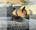 Small Photo #13 French Bulldog Puppy For Sale in SAN DIEGO, CA, USA