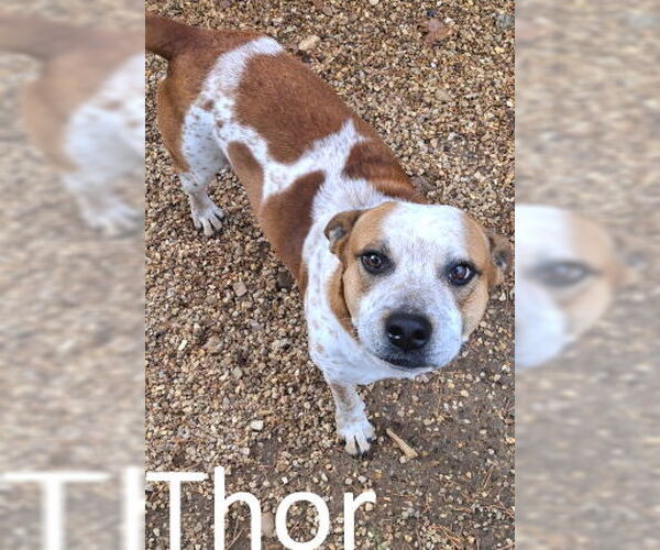 Medium Photo #1 Red Heeler-Staffordshire Bull Terrier Mix Puppy For Sale in Mountain View, AR, USA