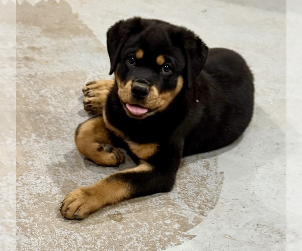 Medium Photo #19 Rottweiler Puppy For Sale in BRIGHTON, CO, USA