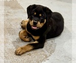 Small #18 Rottweiler
