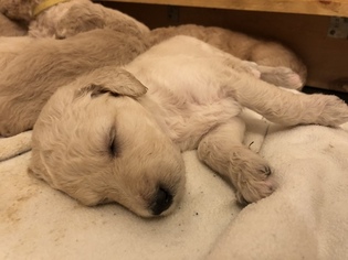 Goldendoodle Puppy for sale in MOUNT JULIET, TN, USA