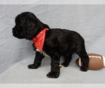 Small Photo #7 Cockapoo Puppy For Sale in MILLERSBURG, OH, USA