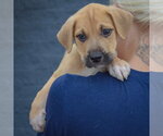 Small Photo #4 American Staffordshire Terrier-German Shepherd Dog Mix Puppy For Sale in Huntley, IL, USA