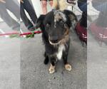Small #1 Australian Shepherd