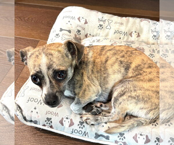 Medium Photo #1 Chiweenie Puppy For Sale in San Diego, CA, USA