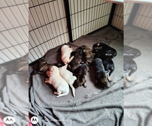 German Shepherd Dog Litter for sale in WARRENTON, NC, USA