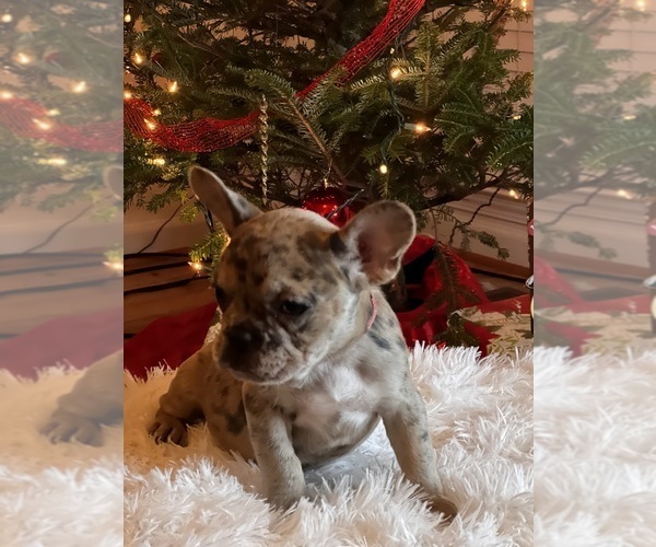 Medium Photo #18 French Bulldog Puppy For Sale in FAYETTEVILLE, GA, USA