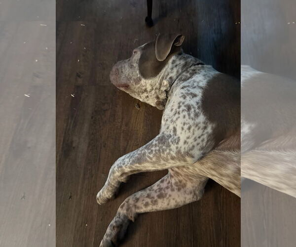 Medium Photo #3 Bulldog-Pointer Mix Puppy For Sale in Minneapolis, MN, USA