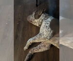 Small #2 Bulldog-Pointer Mix