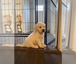 Puppy SLEEPY English Cream Golden Retriever
