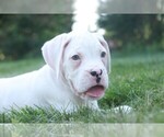 Small #5 Boxer
