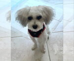 Small Maltese Mix