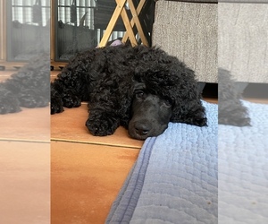 Poodle (Standard) Puppy for Sale in CERRITOS, California USA