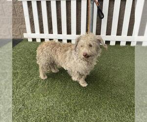 Maltese Dogs for adoption in Modesto, CA, USA