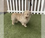 A615594 - Male Maltese Dog for Adoption - Small photo