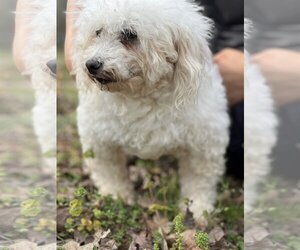 Bichon Frise Dogs for adoption in Pacolet, SC, USA