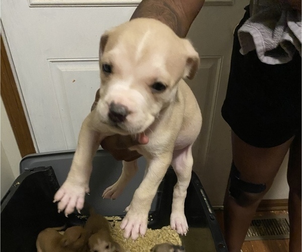 Medium Photo #2 American Pit Bull Terrier Puppy For Sale in SAINT LOUIS, MO, USA