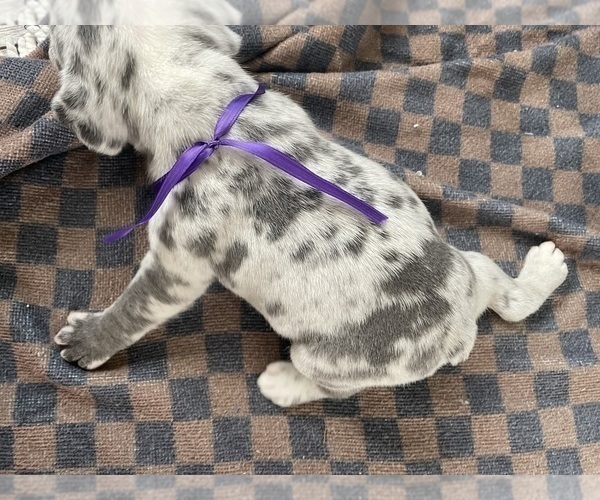 Medium Photo #3 French Bulldog Puppy For Sale in CANTON, TX, USA