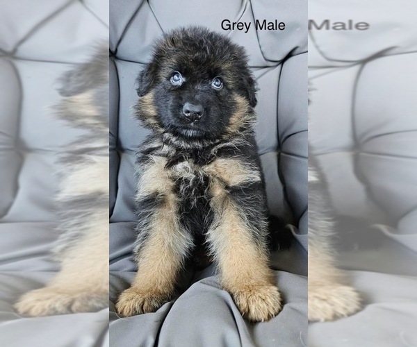 Medium Photo #1 German Shepherd Dog Puppy For Sale in CLEVELAND, TN, USA