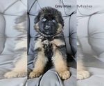 Small Photo #1 German Shepherd Dog Puppy For Sale in CLEVELAND, TN, USA
